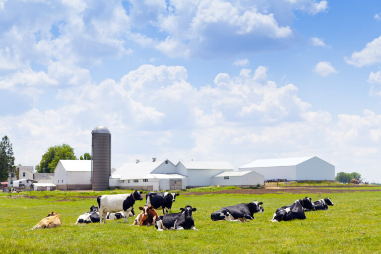 View of milk farm with cows on the green grass